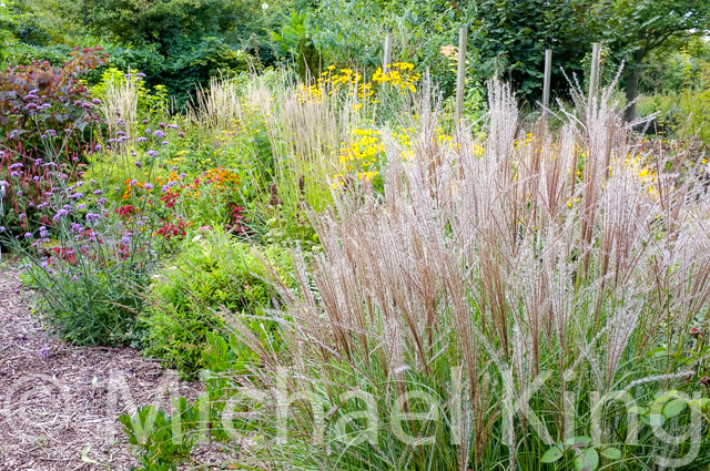 Perennial Meadows – Mass planting, mixed planting or matrix planting?