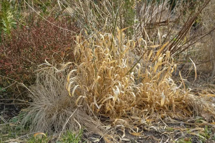 Beautiful Grasses At Winter’s End