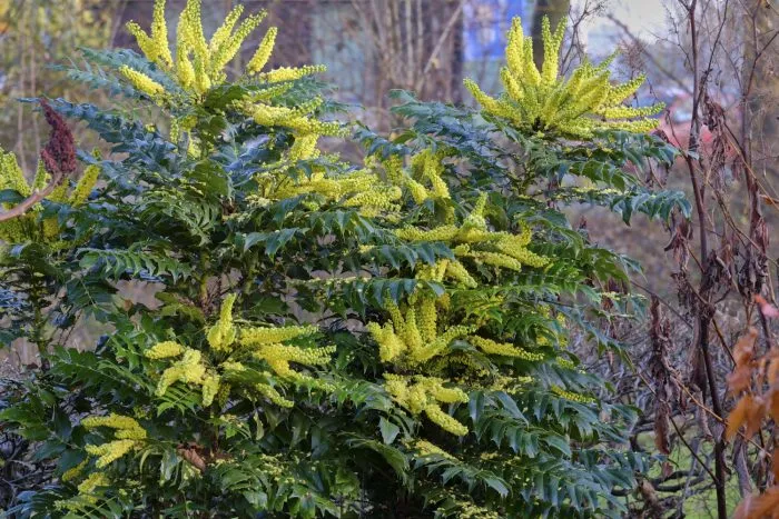Mahonia x media ‘Winter Sun’—Small Garden Shrubs for Winter