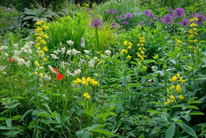 Planting Partners featuring Luzula and Thermopsis
