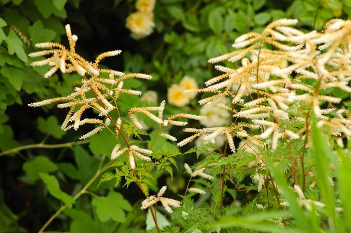 Red Tulips, Green Garden