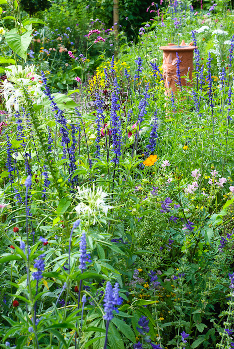 Can you grow Annuals in a Perennial Flower Border?