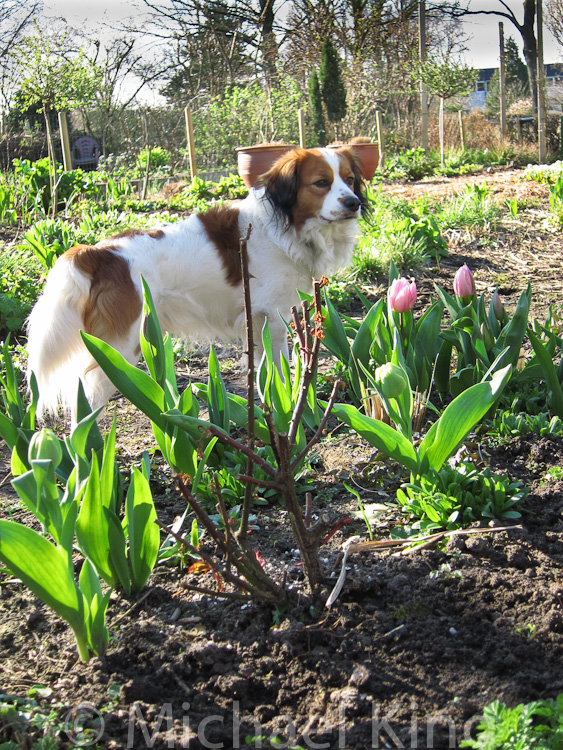 A Garden Month by Month