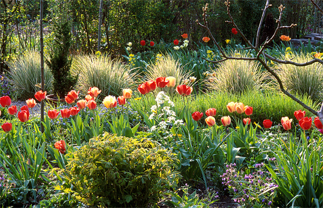 Calamagrostis x acutiflora ‘Overdam’
