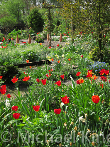 Tulips in Pots or in Gardens