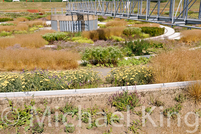 Naturalistic Planting Schemes for Garden Landscapes