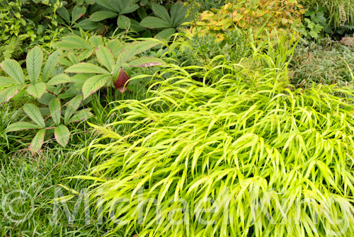 Using Hakonechloa macra Grass in a Perennial Meadow.