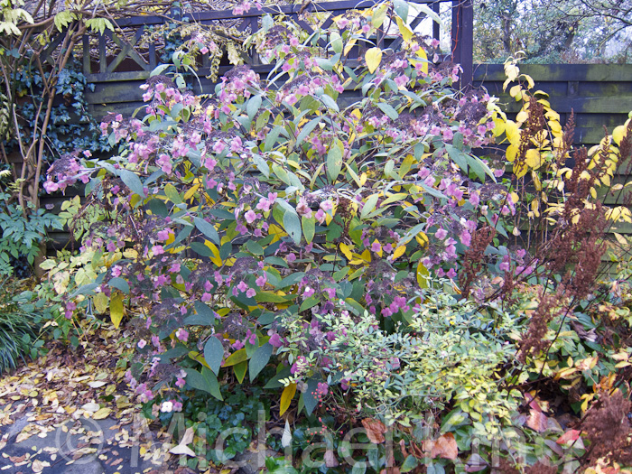 Shrubs in the Perennial Border