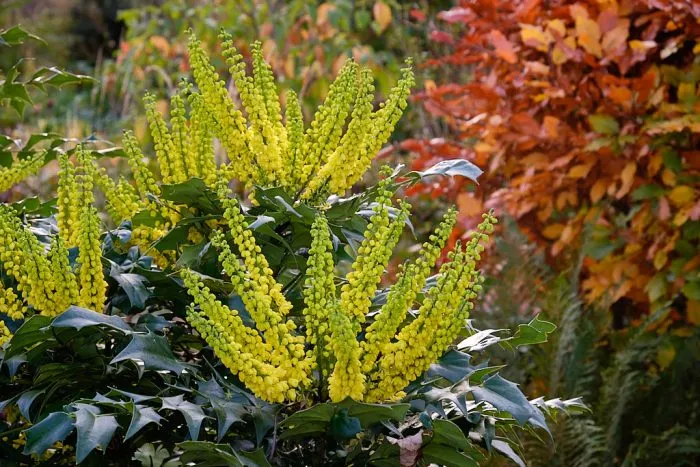 Shrubs and Perennials in Perspective