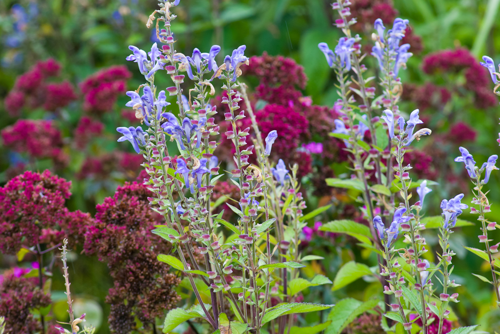 What is a perennial meadow?