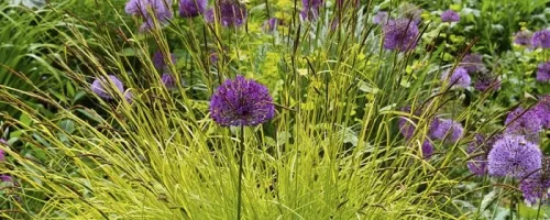 allium-ornamental